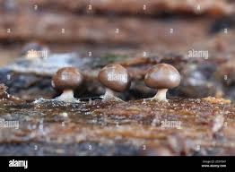 Attēlu rezultāti vaicājumam “Diderma radiatum plasmodium”