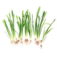 「扭蘭」的圖片搜尋結果