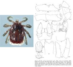 Attēlu rezultāti vaicājumam “Ixodes male”