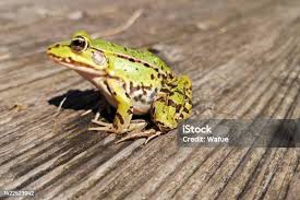 Attēlu rezultāti vaicājumam “Pelophylax juvenile”