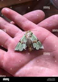 Attēlu rezultāti vaicājumam “Staurophora celsia”