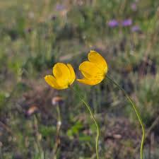 Image result for Alpenmohn