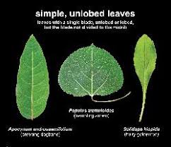 Attēlu rezultāti vaicājumam “Lobelia dortmanna leaf”