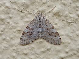 Attēlu rezultāti vaicājumam “Trichopteryx carpinata”