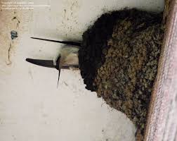 Attēlu rezultāti vaicājumam “Delichon urbicum nest”