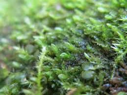 Attēlu rezultāti vaicājumam “Dicranella staphylina macro”