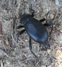 Attēlu rezultāti vaicājumam “Blaps mortisaga”