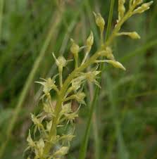 Attēlu rezultāti vaicājumam “Malaxis monophyllos flower”