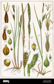 Attēlu rezultāti vaicājumam “Carex hirta”