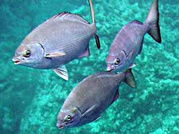 Image result for Kyphosus