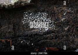 Attēlu rezultāti vaicājumam “Physarum straminipes”