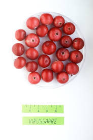 Attēlu rezultāti vaicājumam “Oxycoccus fruit”