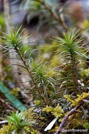 Attēlu rezultāti vaicājumam “Polytrichales”