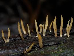 Attēlu rezultāti vaicājumam “Calocera glossoides”