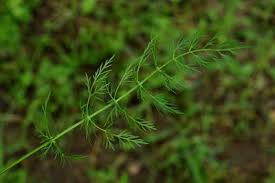 Attēlu rezultāti vaicājumam “Carum carvi leaf”