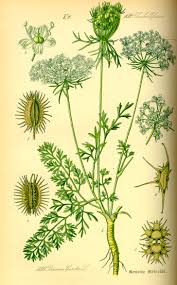 Image result for Daucus carota