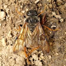 Attēlu rezultāti vaicājumam “Trichiosoma larva”