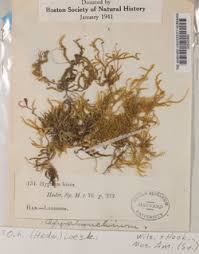 Attēlu rezultāti vaicājumam “Eurhynchium hians”