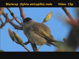 Attēlu rezultāti vaicājumam “Sylvia atricapilla male”