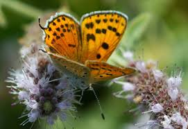 Attēlu rezultāti vaicājumam “Lycaena alciphron male”