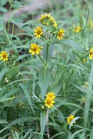 Attēlu rezultāti vaicājumam “Bidens cernua”