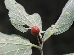 Attēlu rezultāti vaicājumam “Xylita laevigata”