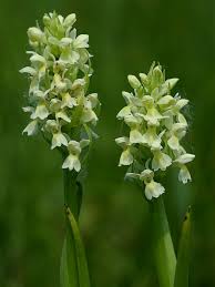 Attēlu rezultāti vaicājumam “Dactylorhiza ochroleuca”