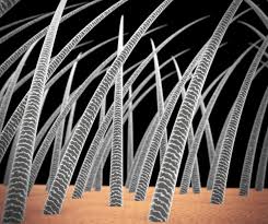 Image result for human hair microscope image