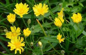 Attēlu rezultāti vaicājumam “Leontodon hispidus”