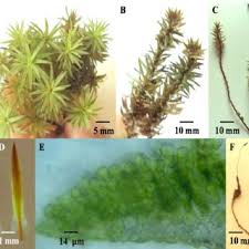 Attēlu rezultāti vaicājumam “Pogonatum urnigerum macro”