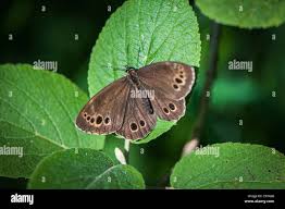 Attēlu rezultāti vaicājumam “Lopinga achine underside”