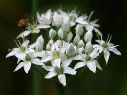Image result for Allium tuberosum