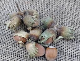 Attēlu rezultāti vaicājumam “Corylus avellana fruit”