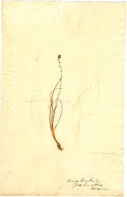 Attēlu rezultāti vaicājumam “Triglochin palustre”