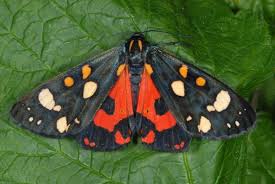 Attēlu rezultāti vaicājumam “Callimorpha dominula imago”