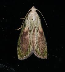 Attēlu rezultāti vaicājumam “Aphomia sociella female”