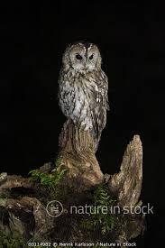 Attēlu rezultāti vaicājumam “Strix aluco”