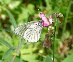 Attēlu rezultāti vaicājumam “Aporia crataegi larva”