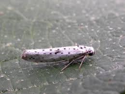 Attēlu rezultāti vaicājumam “Yponomeuta evonymella imago”