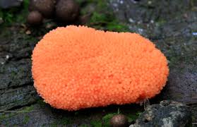 Attēlu rezultāti vaicājumam “Tubifera ferruginosa (subsp. ferruginosa)”