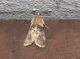 Attēlu rezultāti vaicājumam “Sciota adelphella”