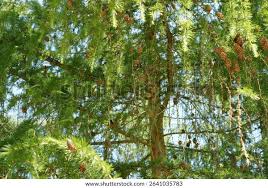 Attēlu rezultāti vaicājumam “Larix decidua var. polonica”