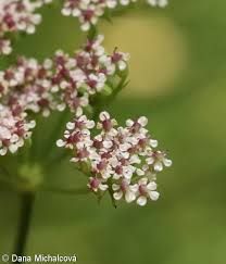 Attēlu rezultāti vaicājumam “Dianema nivale sessile”