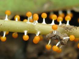 Attēlu rezultāti vaicājumam “Physarum melleum macro”