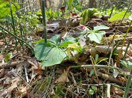 Attēlu rezultāti vaicājumam “Typhula erythropus”