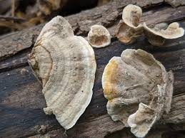 Attēlu rezultāti vaicājumam “Stereum fasciatum”