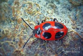 Attēlu rezultāti vaicājumam “Endomychus coccineus”