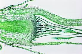 Attēlu rezultāti vaicājumam “Mnium”