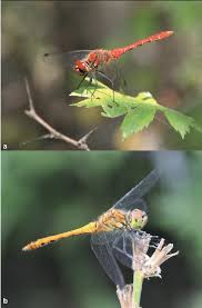 Attēlu rezultāti vaicājumam “Sympetrum sanguineum male”