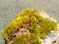 Attēlu rezultāti vaicājumam “Didymodon tophaceus”